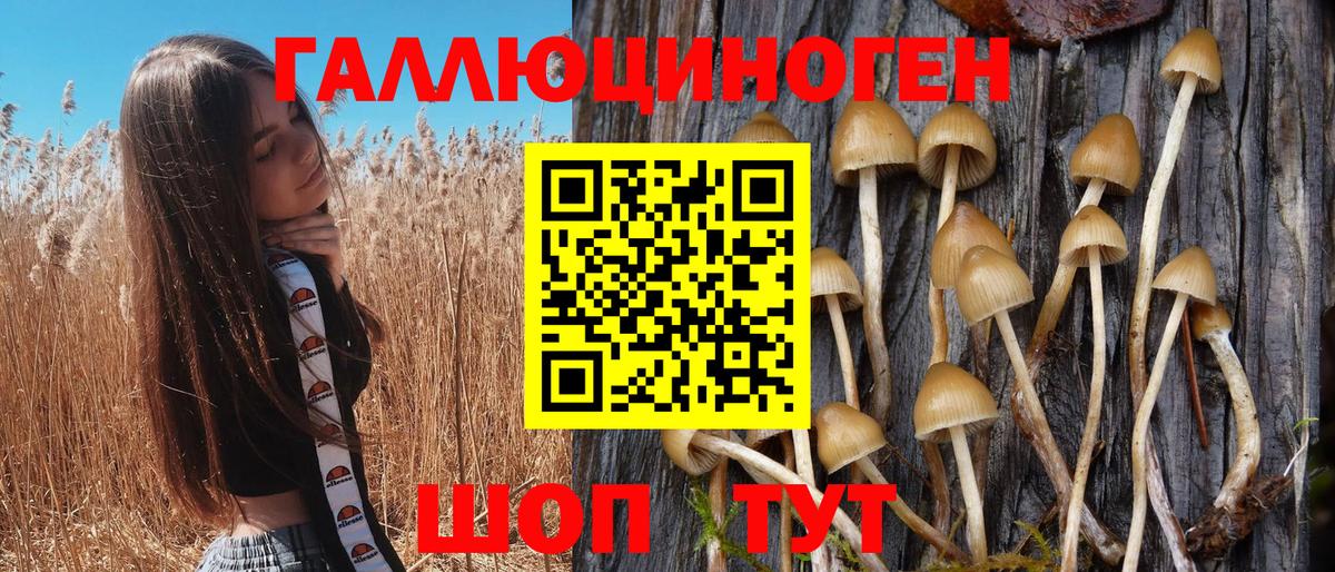 Зеленогорск  Псилоцибиновые грибы Psilocybine cubensis  Вход с VPN  Псилоцибиновые грибы Psilocybe 